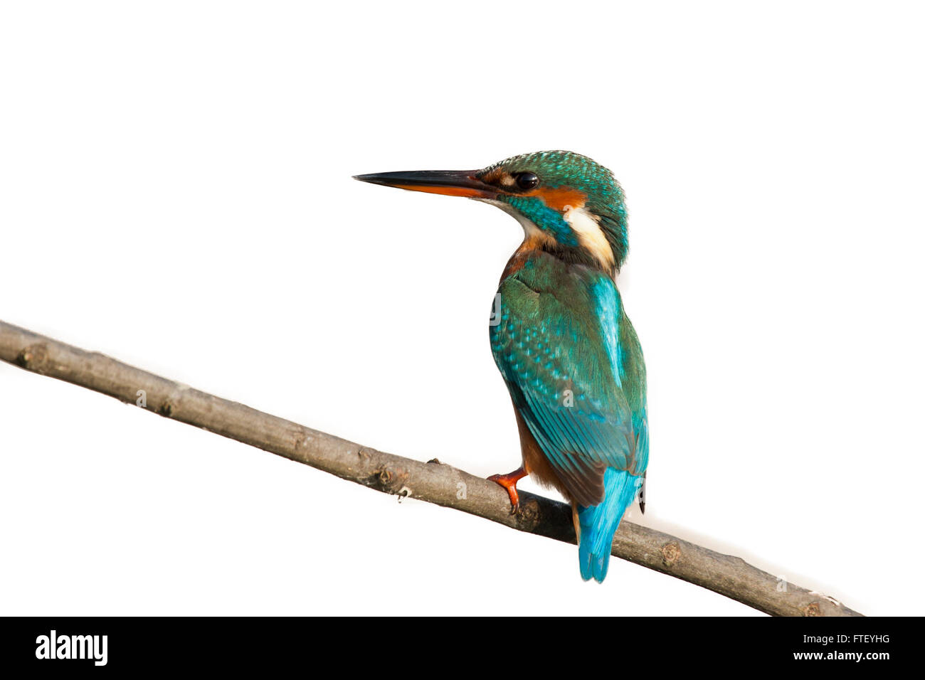 Weiblicher Eisvogel auf einem Ast isoliert auf weißem Hintergrund Stockfoto