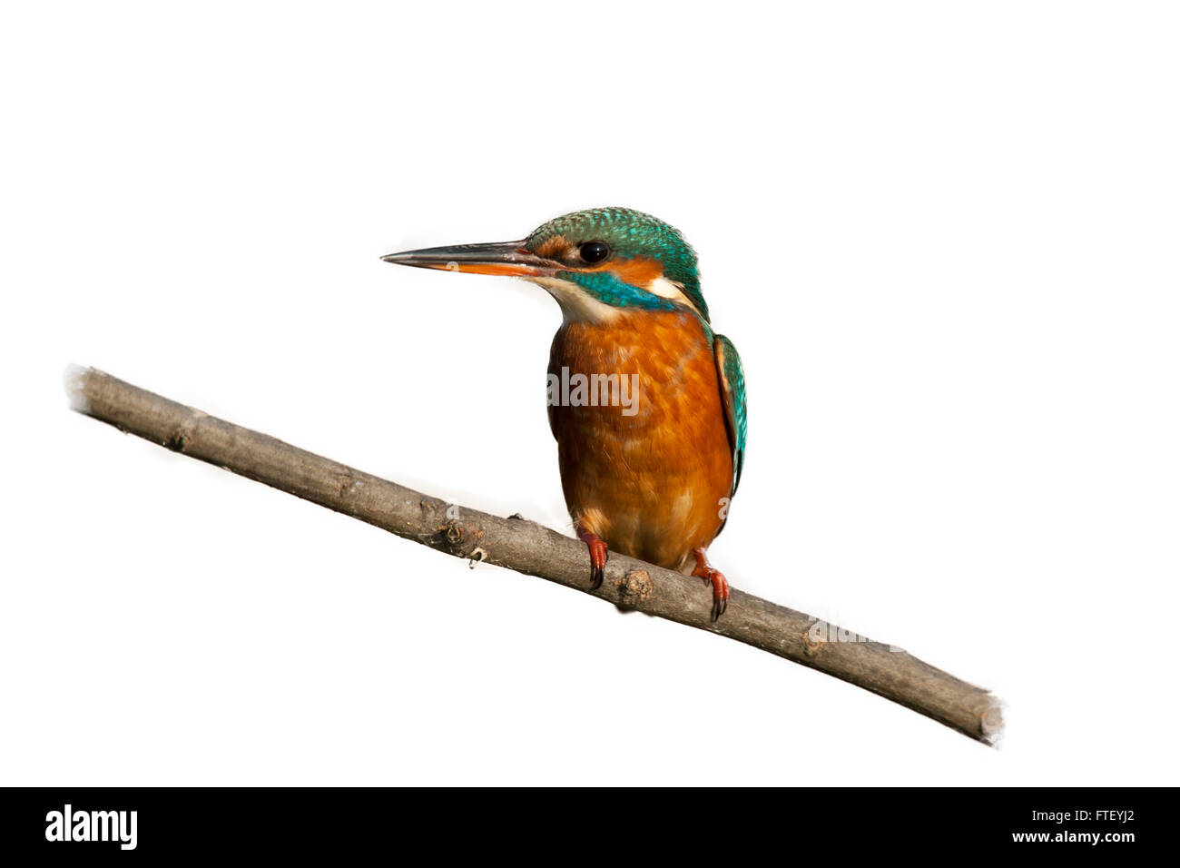 Weiblicher Eisvogel auf einem Ast isoliert auf weißem Hintergrund Stockfoto