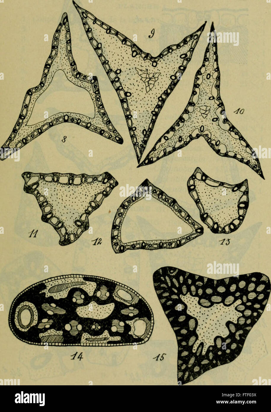 Bulletin De La Soci Neuchloise des Sciences Naturelles (-1898) Stockfoto