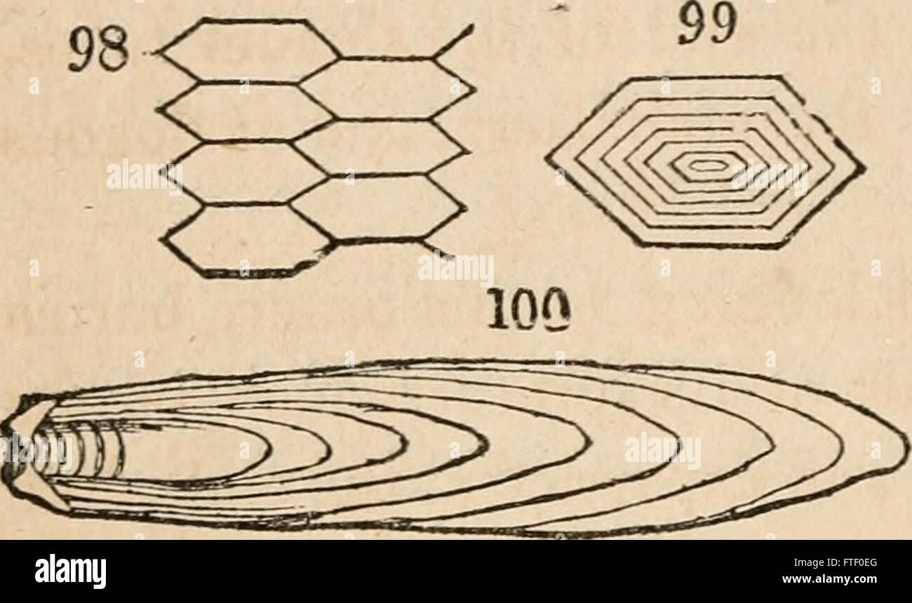 Diese Arbeit aus dem Jahr 1836 beschäftigt sich mit den physiologischen Prozessen von Tieren und Pflanzen und verknüpft sie mit der Naturtheologie, indem untersucht wird, wie lebende Organismen das Design einer höheren Kraft demonstrieren. Stockfoto