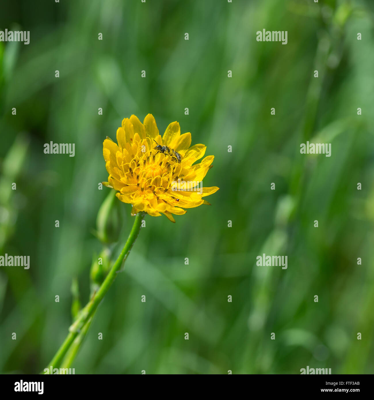 Rough Hawksbeard (Crepis Biennis) Blume mit kleinen Insekten sammeln Nektar in einem wilden Feld im Sommer Stockfoto