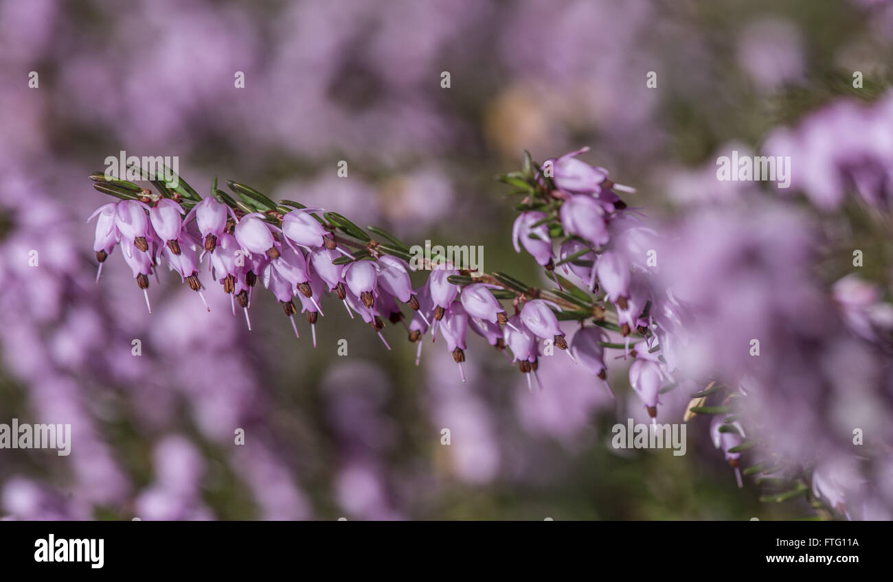 Seattle, Washington, USA. 22. März 2016. Frühling im Garten Kubota, einen 20 Hektar großen japanischen Garten im Stadtteil Rainier Beach von Seattle, Washington. Ein öffentlicher Park seit 1987, wurde es im Jahre 1927 von Fujitaro Kubota, ein japanischer Auswanderer. © Bruce Chambers/ZUMA Draht/Alamy Live-Nachrichten Stockfoto