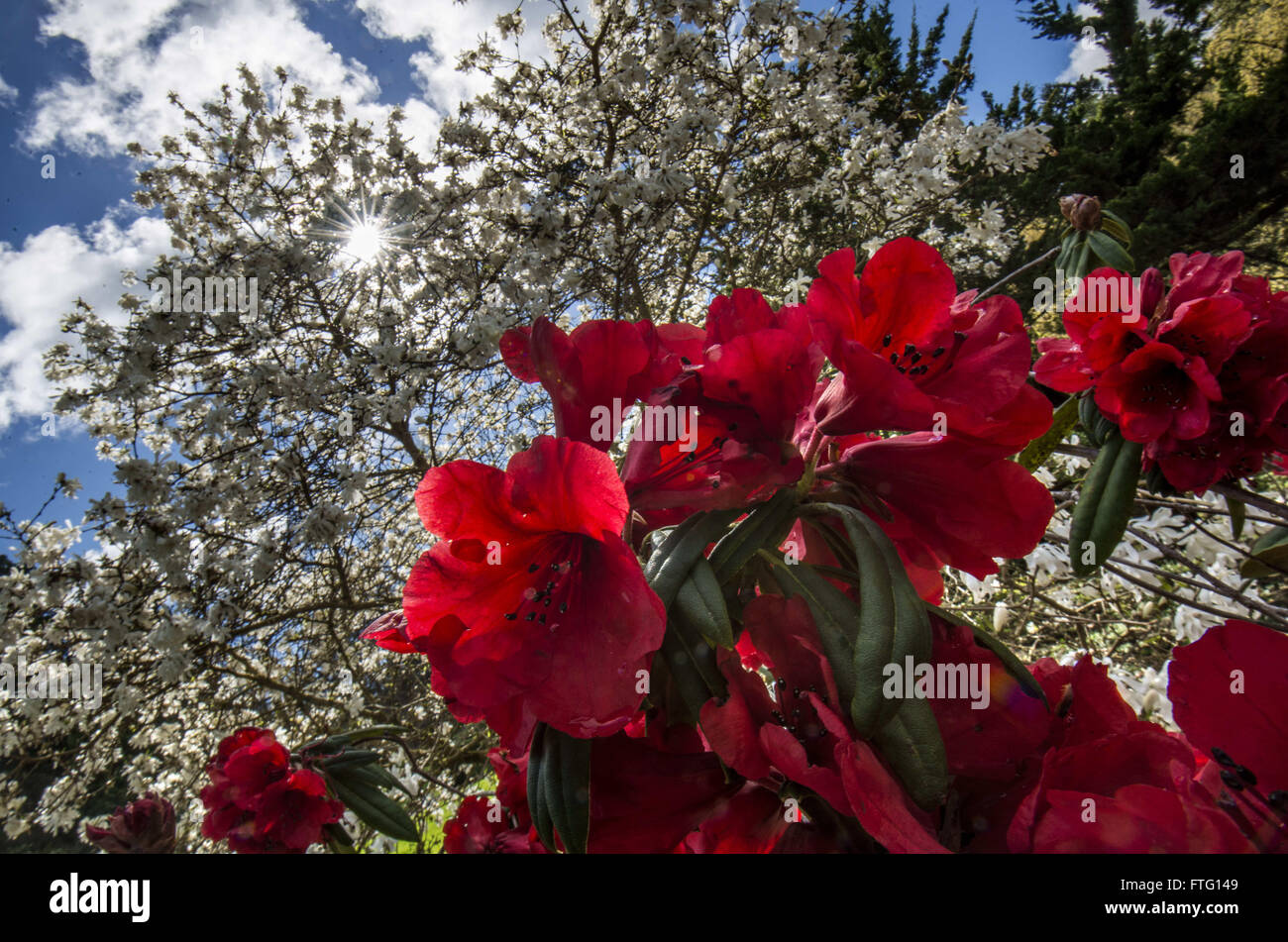 Seattle, Washington, USA. 22. März 2016. Frühling im Garten Kubota, einen 20 Hektar großen japanischen Garten im Stadtteil Rainier Beach von Seattle, Washington. Ein öffentlicher Park seit 1987, wurde es im Jahre 1927 von Fujitaro Kubota, ein japanischer Auswanderer. Rhododendren, Vordergrund, beginnen zu blühen. © Bruce Chambers/ZUMA Draht/Alamy Live-Nachrichten Stockfoto