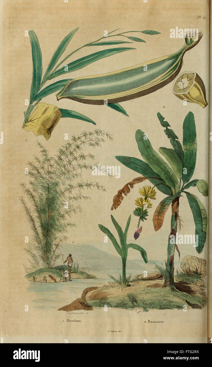 Dieses Werk, „Dictionnaire pittoresque d'histoire naturelle et des phénomènes de la Nature“, bietet eine malerische und detaillierte Beschreibung der naturgeschichtlichen Phänomene, einschließlich Illustrationen. Stockfoto