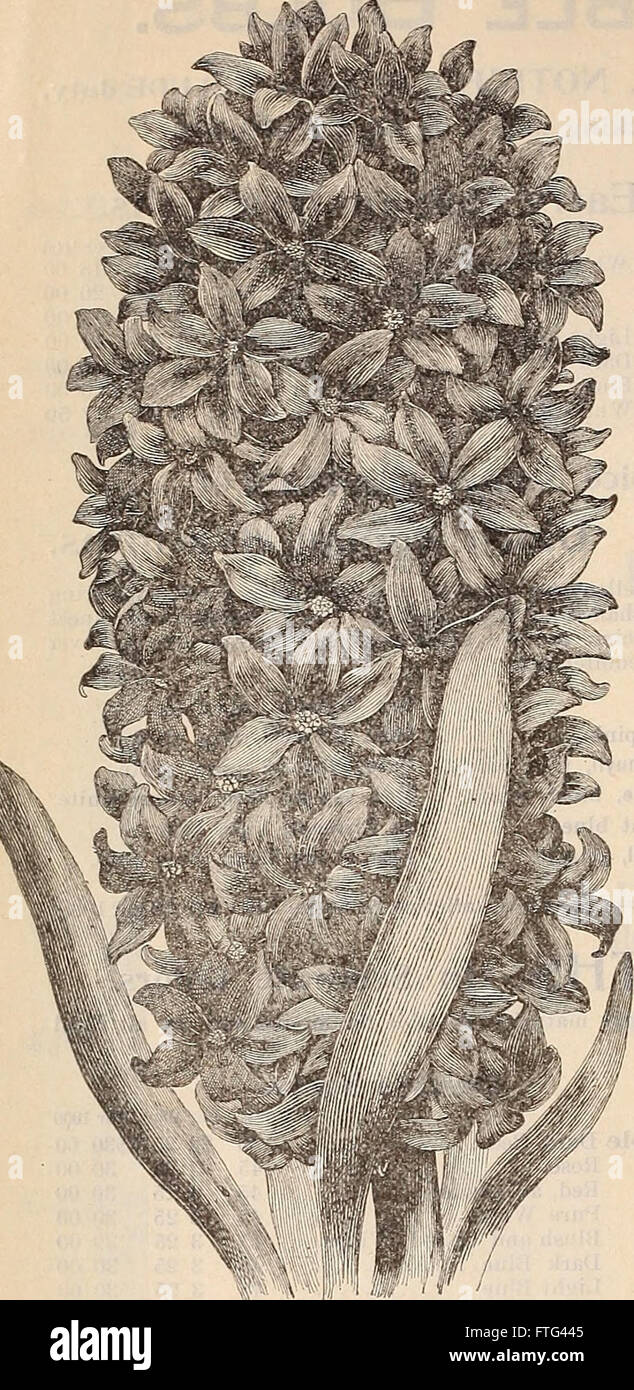 Dieser Katalog 1898 von Dreer's bietet eine umfassende Preisliste für Großhandelspflanzen, Zwiebeln, Saatgut, Düngemittel und Werkzeuge, hier finden Sie eine Vielzahl von saisonalen Pflanzen, darunter Frühlingsblumen, Palmen, Farne, Gemüse und Obstpflanzen. Stockfoto