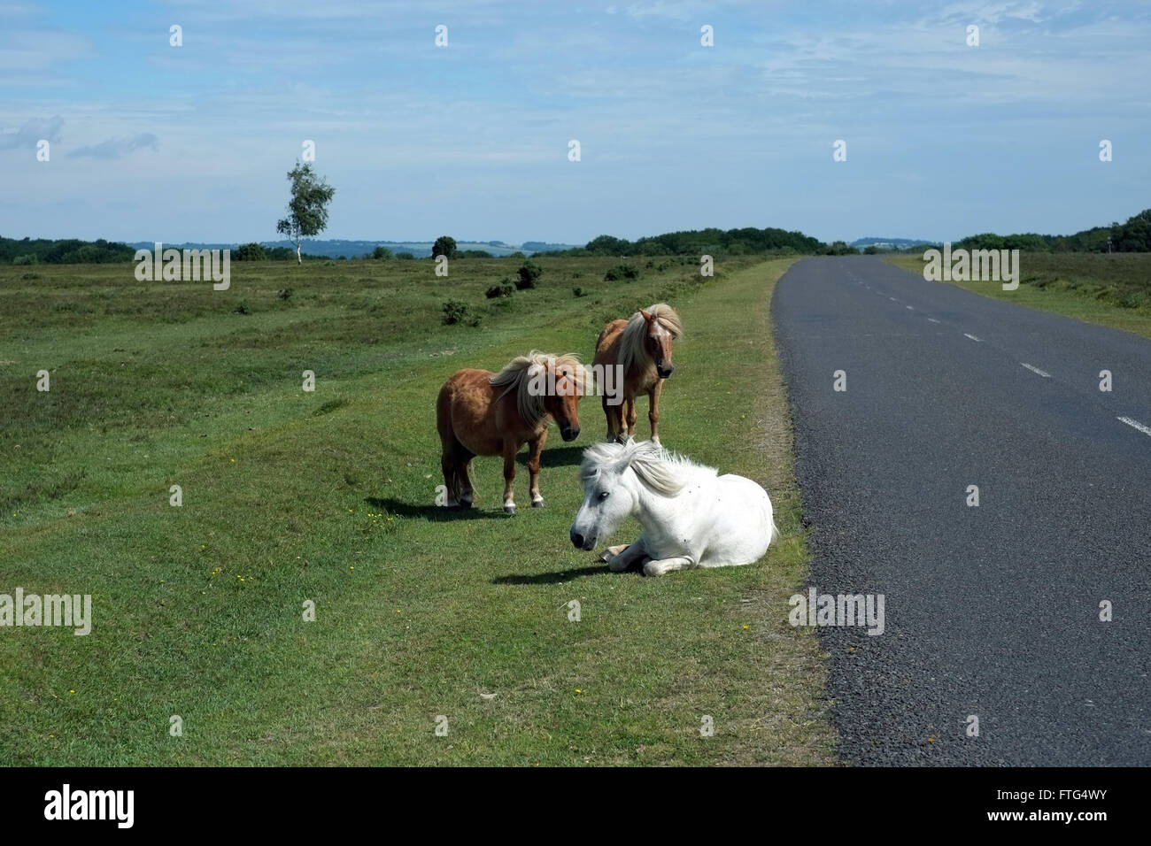 New Forest Ponys am Straßenrand. Aufnahme in der Nähe von Lyndhurst, Hampshire, England, UK. Stockfoto
