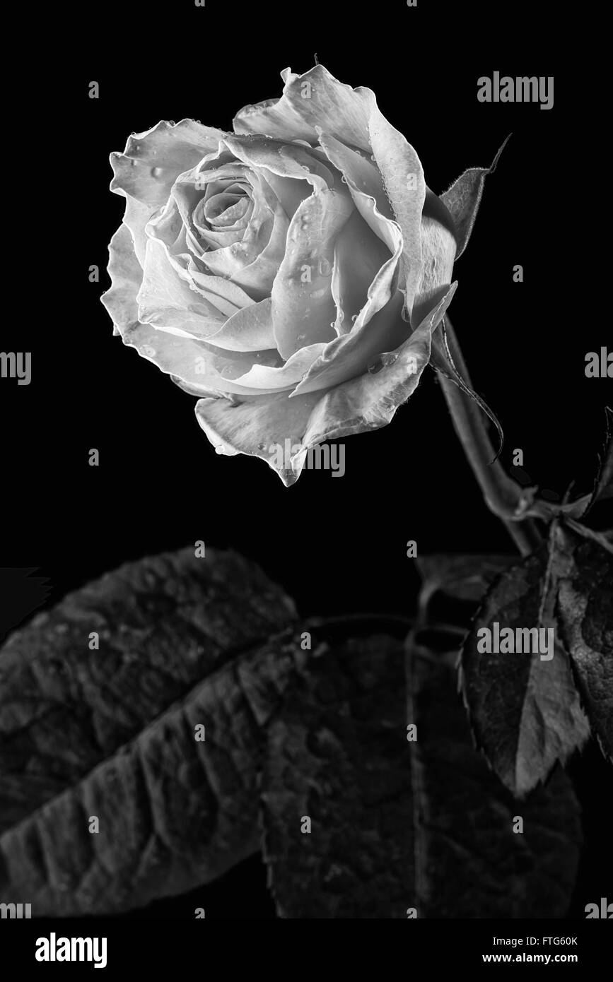 Nahaufnahme einer gelben Rose mit grünen Blättern auf schwarzem Hintergrund. Schwarz / weiß Foto. Stockfoto