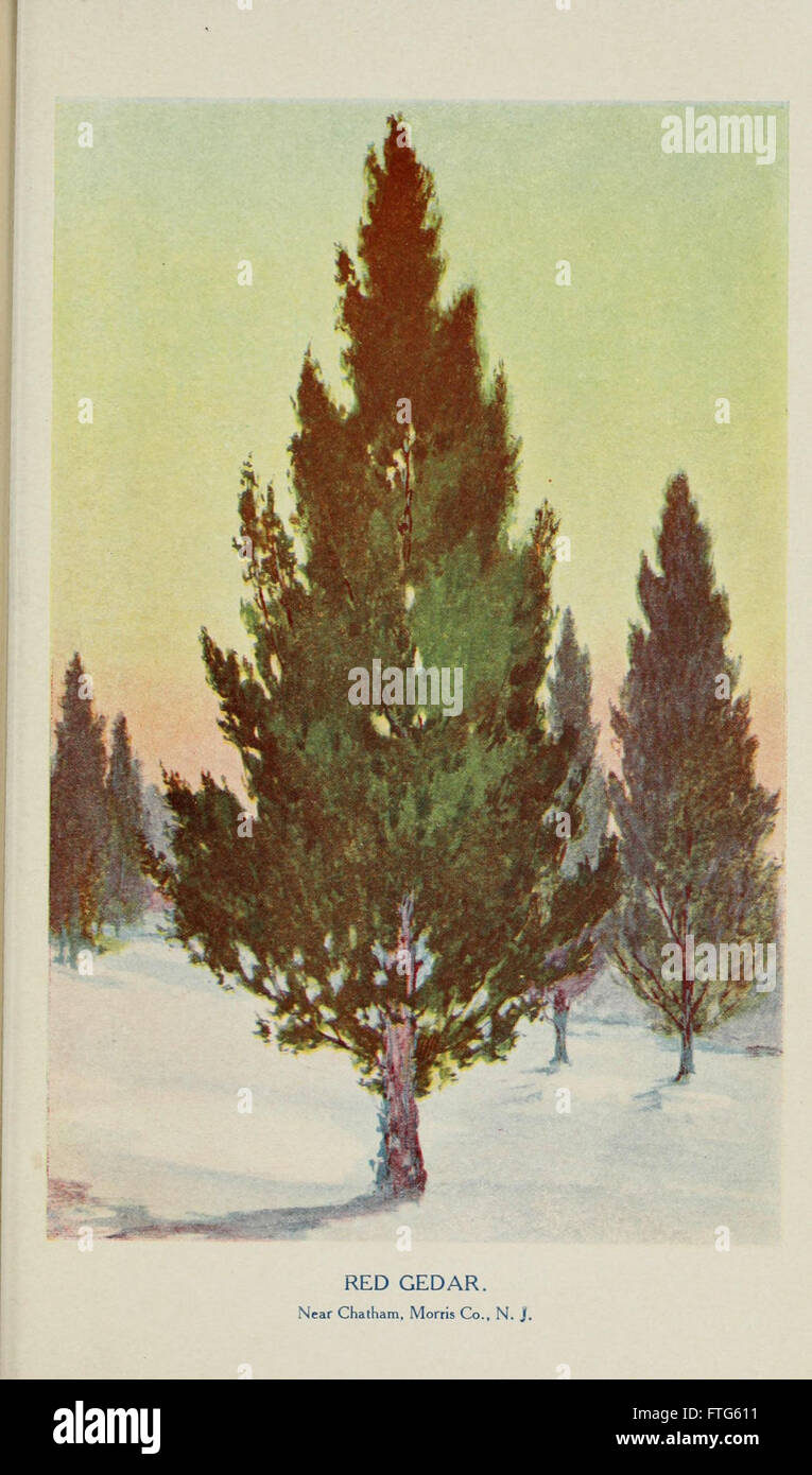 Vertraute Bäume und ihre Blätter beschrieben und illustriert von F. Schuyler Mathews, m. Abb. in Farben und mehr als zweihundert Zeichnungen des Autors und einem introd. von L.H Bailey (Platte) Stockfoto