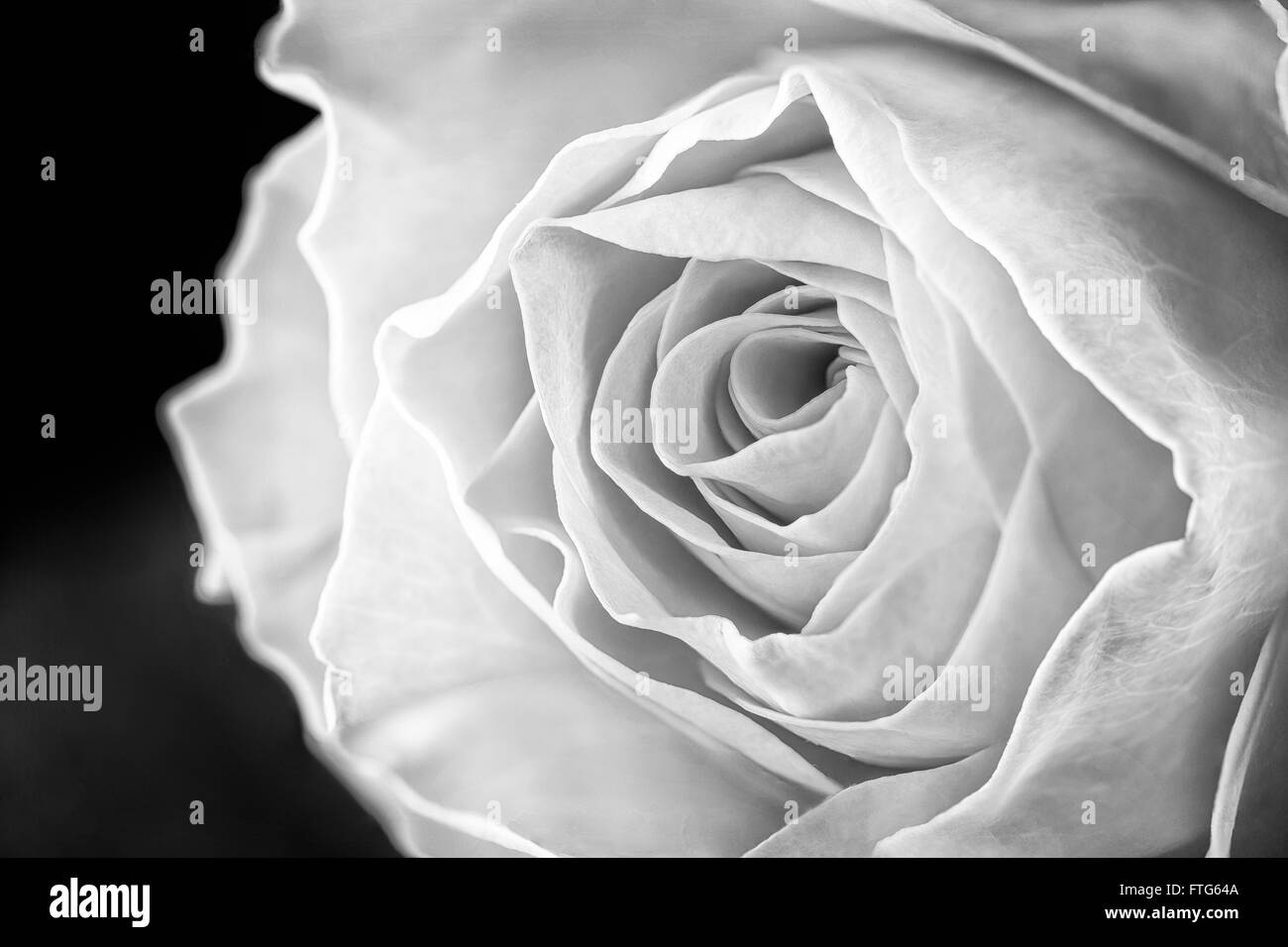 Makro der Blütenblätter eine frische gelbe Rose. Schwarz / weiß Foto. Stockfoto