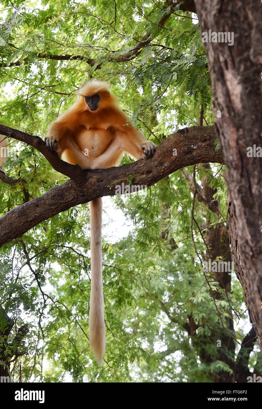 Gee ist golden Languren (goldene Affe) ein Affen der alten Welt in Assam,India.It gefunden gehört zu den am stärksten bedrohten Primatenarten Stockfoto