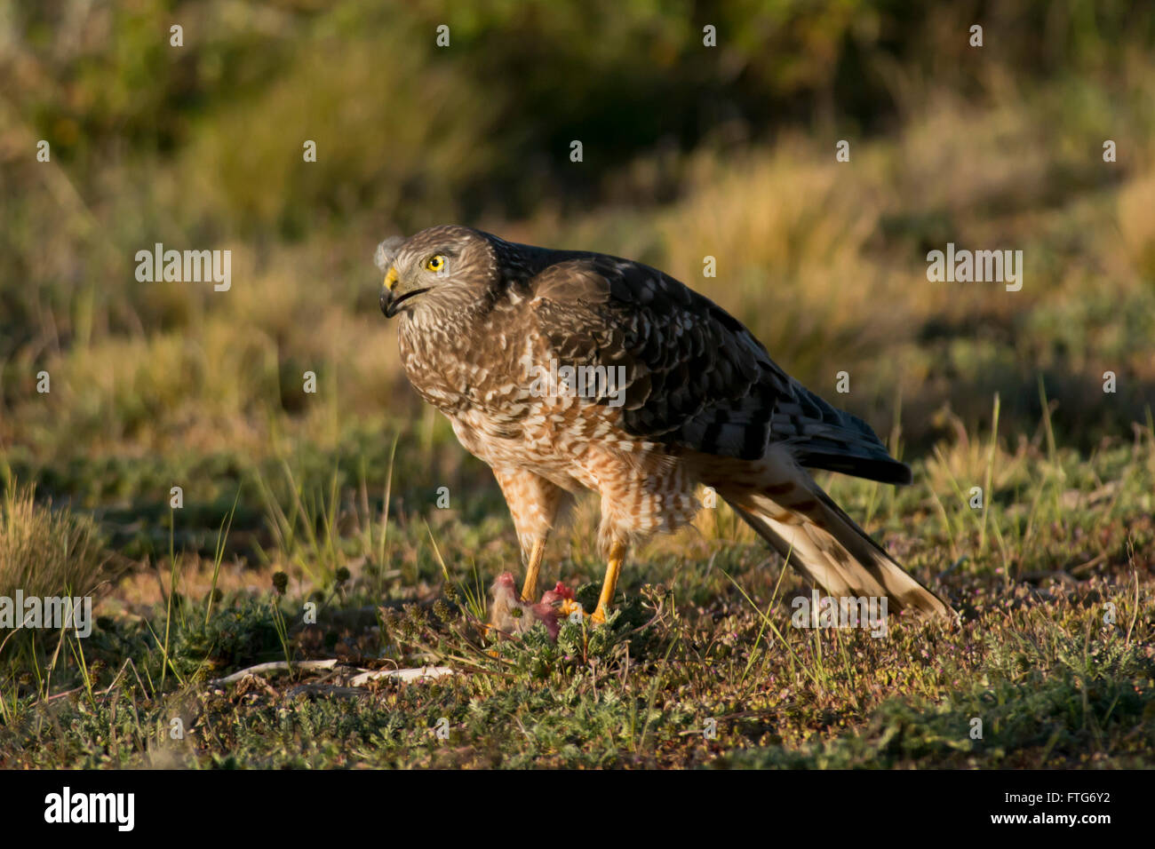 Weibliche cinereous Harrier mit einer Beute in der Laguna Nimez in Patagonien, Argentinien Stockfoto
