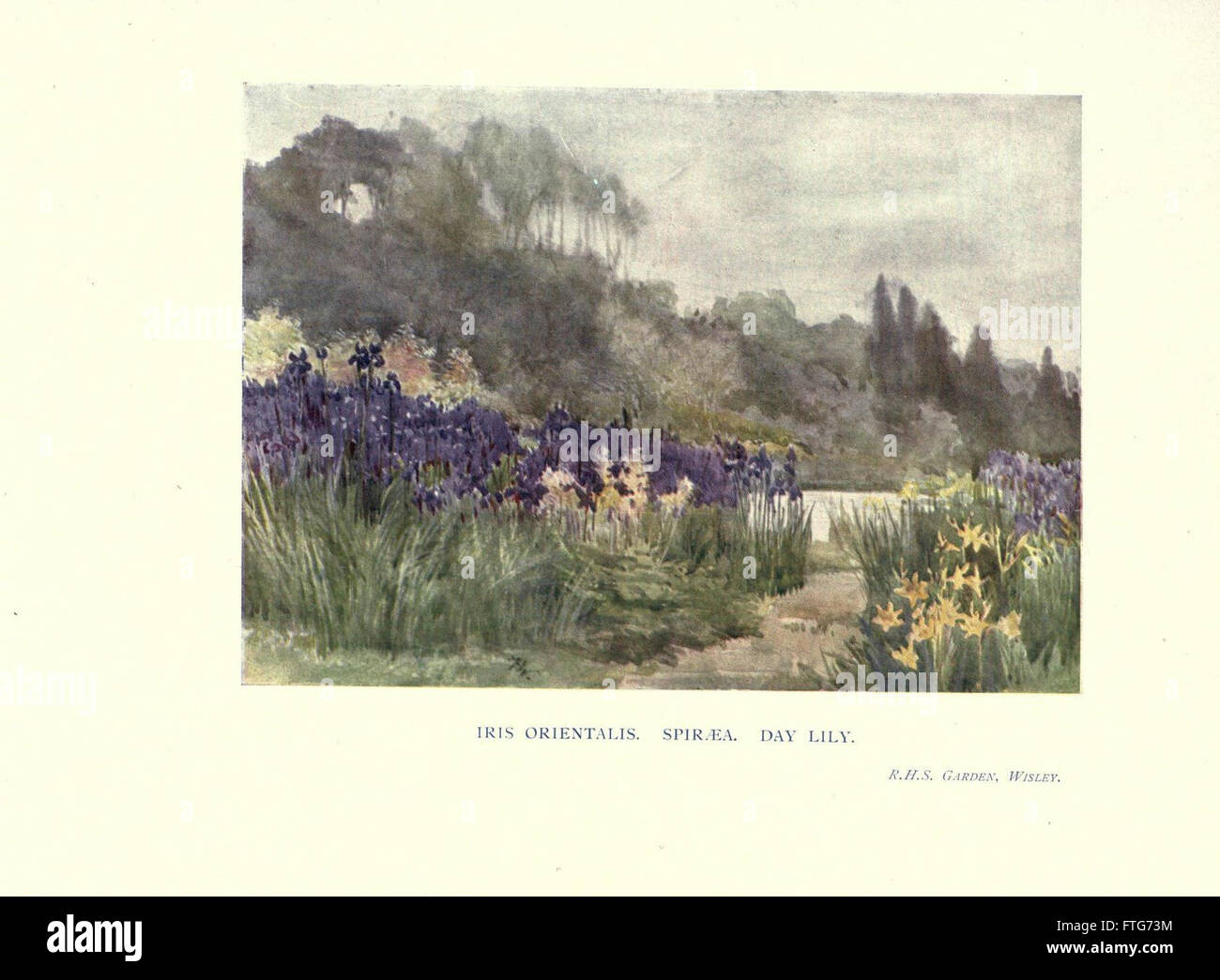 Eine Illustration aus „Garden Colour“, die lebendige Gartenpflanzen und ihre farbenfrohen Arrangements zeigt, die Gärtner und Gartenbauer inspirieren sollen. Stockfoto