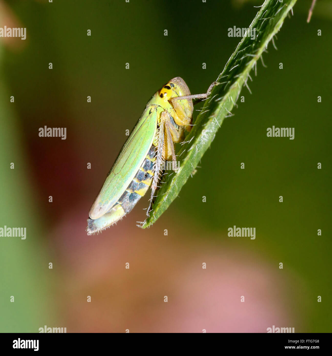 Europäische Grüne Leafhopper (Cicadella Viridis) posiert auf einem Blatt Stockfoto