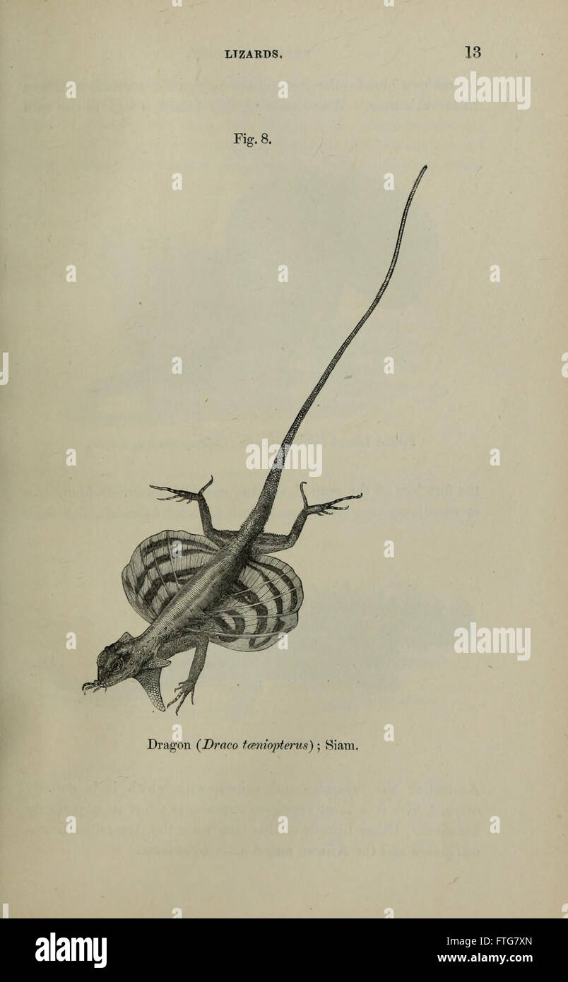 Ein Reiseleiter, der die Reptiliensammlung auf Seite 13 der Galerie beschreibt und verschiedene Arten und ihre Lebensräume beschreibt. Stockfoto