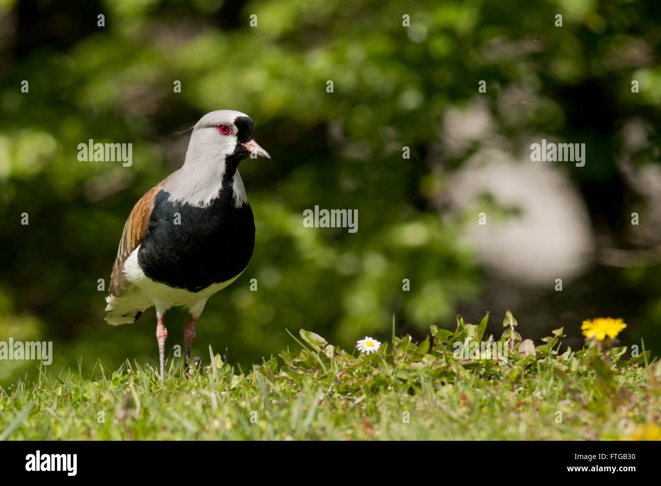 Südlichen Kiebitz auf dem Rasen. Typische Vogel Südamerikas, auch genannt Tero (Vanellus Chilensis) Stockfoto