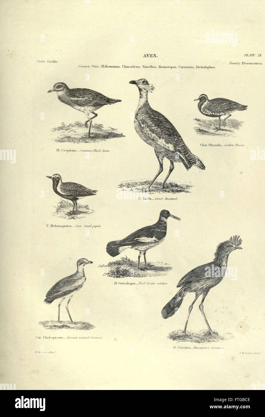 Diese Platte zeigt detaillierte Abbildungen verschiedener zoologischer Exemplare, die die Vielfalt der Tierarten und ihre Eigenschaften im Rahmen der zoologischen Untersuchung hervorheben. Stockfoto