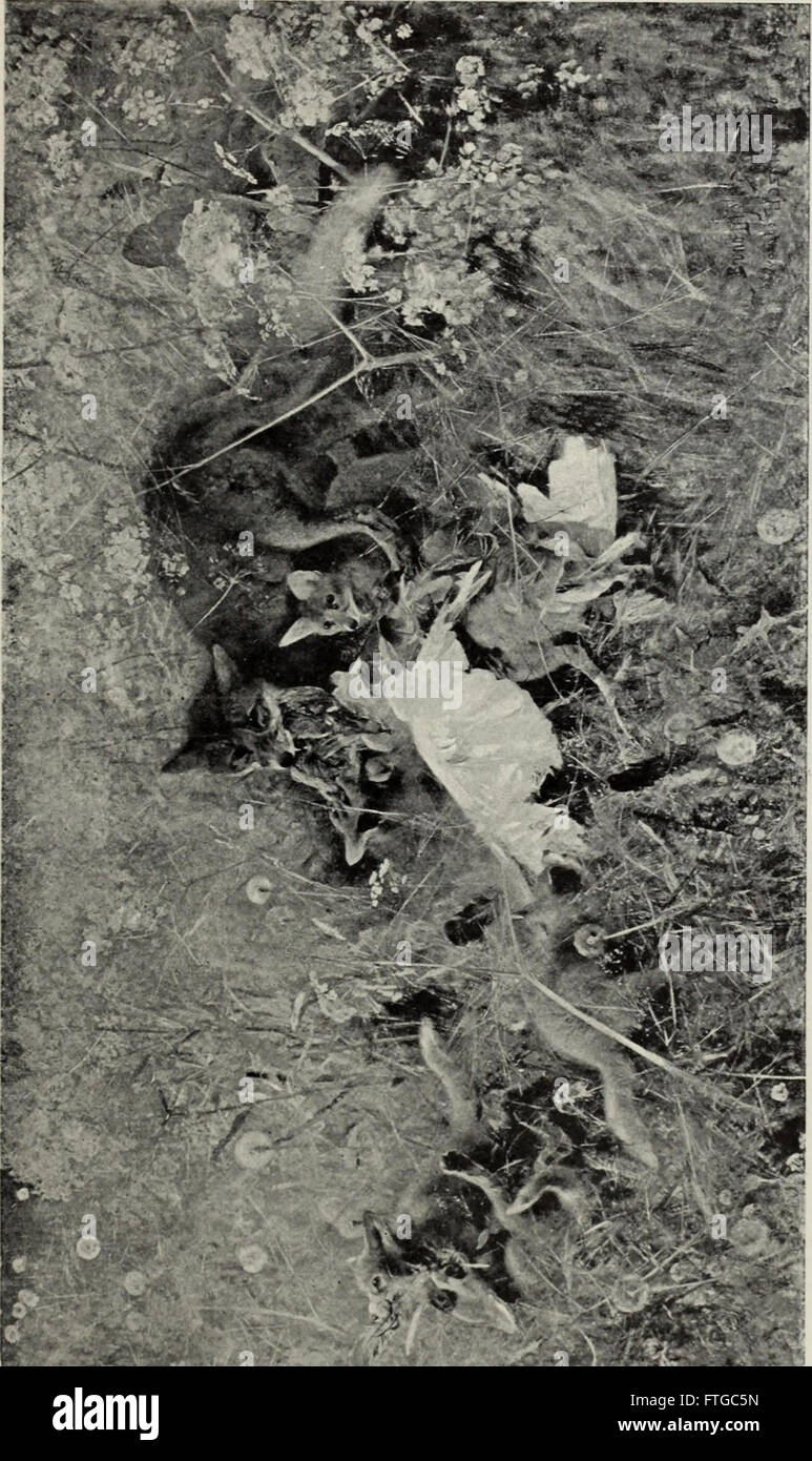 *International Studio* (1908) ist eine illustrierte Zeitschrift für bildende und angewandte Kunst mit Werken von Künstlern, Architekten und Designern. Es zeigt zeitgenössische Kunstbewegungen, Designtrends und bemerkenswerte Ausstellungen und dient als Ressource für Kunstbegeisterte und Fachleute. Stockfoto