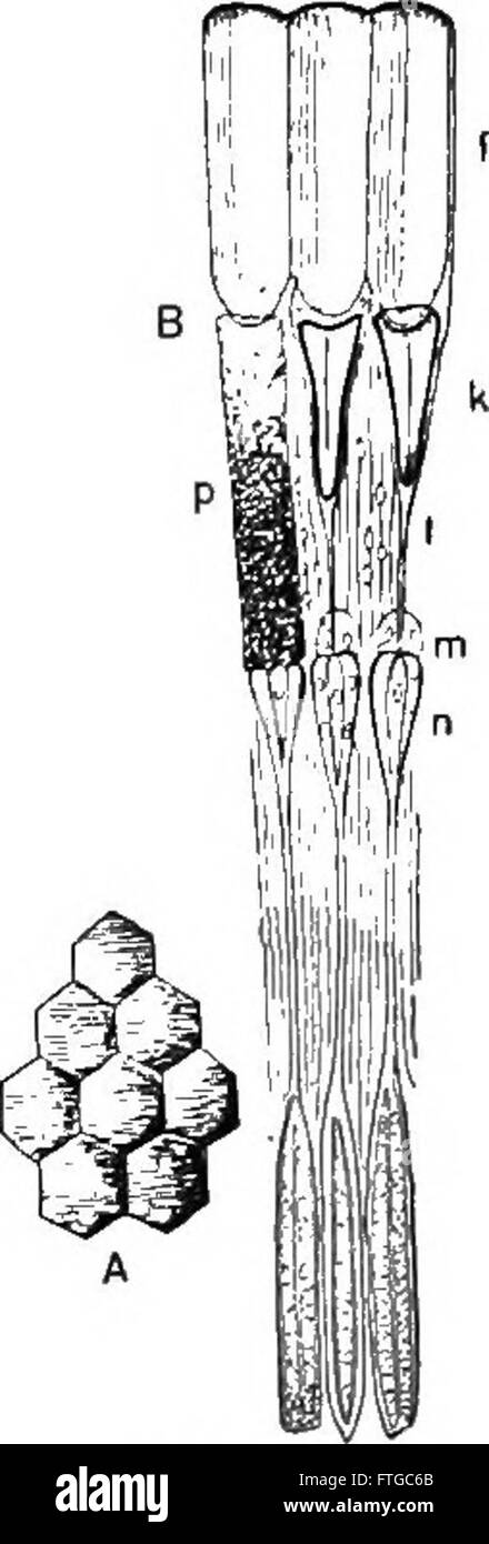 *Introduction to Botanical Studies* (1902) ist ein grundlegender Text für botanische Studien, der sich mit Pflanzenbiologie, Klassifizierung und ökologischen Rollen verschiedener Arten befasst. Stockfoto