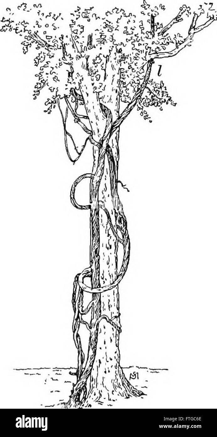 Ein Lehrbuch aus dem Jahr 1914, das eine grundlegende Einführung in die Botanik bietet und über Pflanzenbiologie und grundlegende botanische Prinzipien für Studenten und Enthusiasten des Themas informiert. Stockfoto