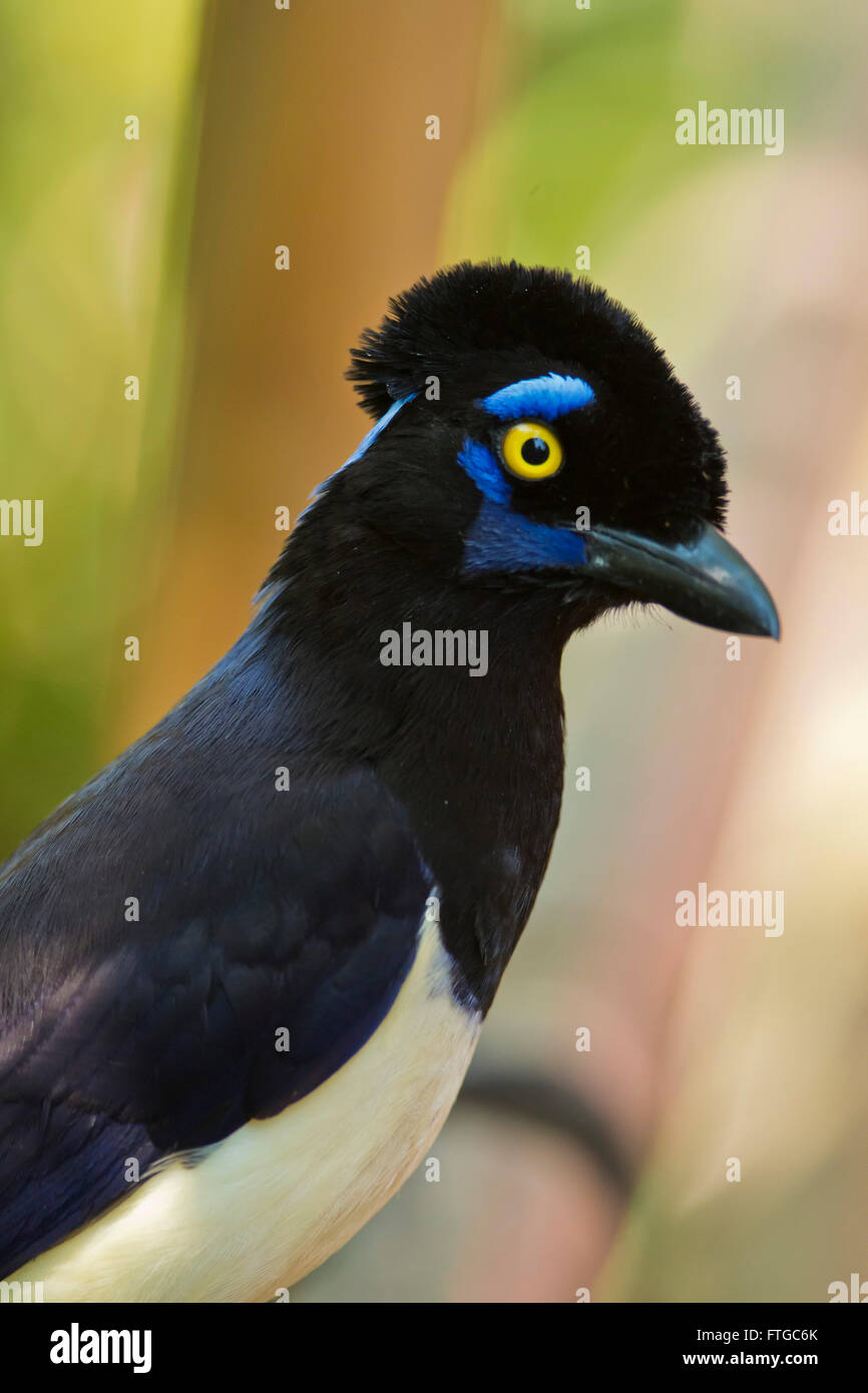 typischer Vogel des Regenwaldes von Iguazu, zwischen Argentinien und Brasilien. Ein Plüsch-crested Jay genannt auch urraca Stockfoto