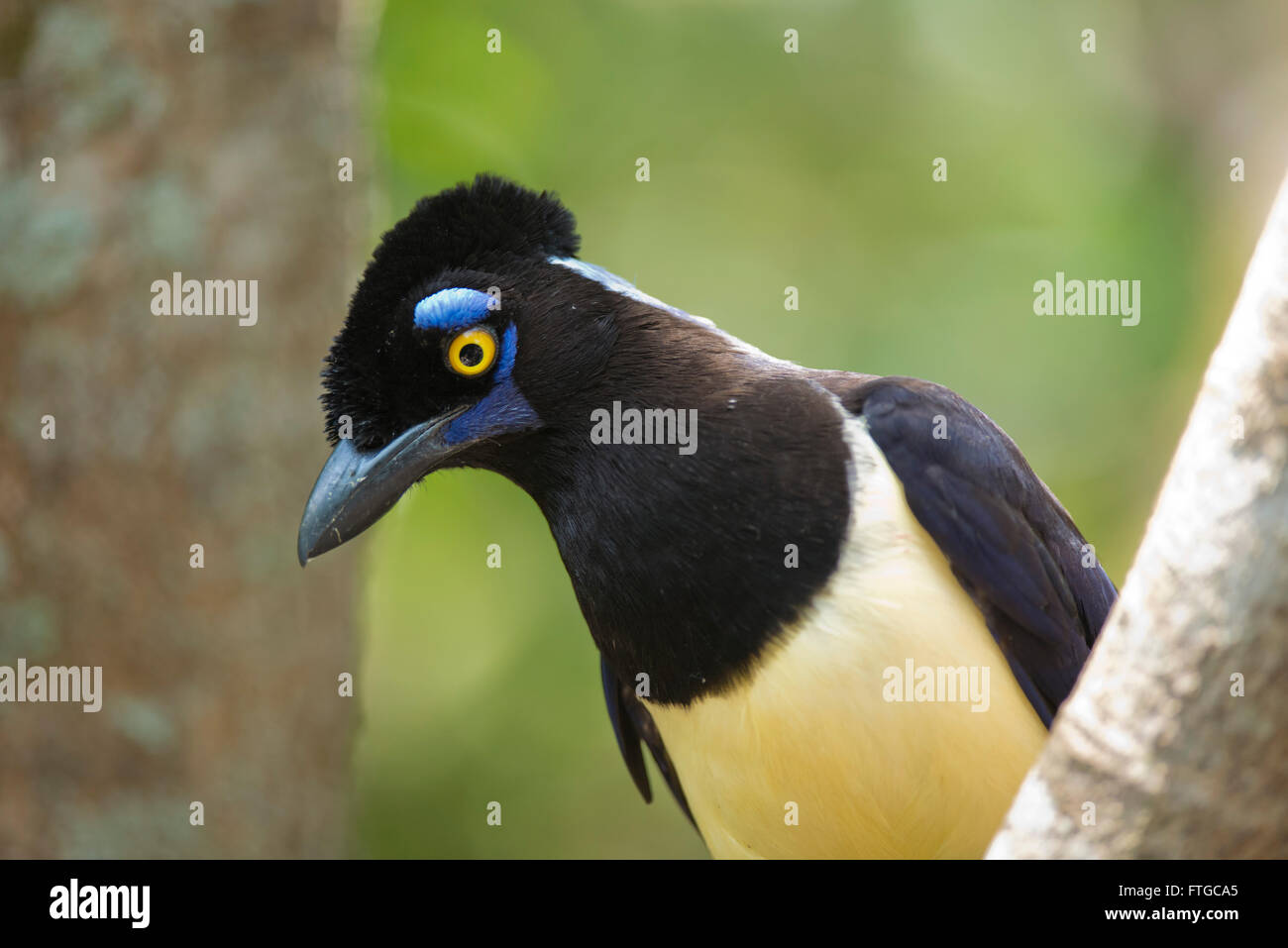 typischer Vogel des Regenwaldes von Iguazu, zwischen Argentinien und Brasilien. Ein Plüsch-crested Jay genannt auch urraca Stockfoto