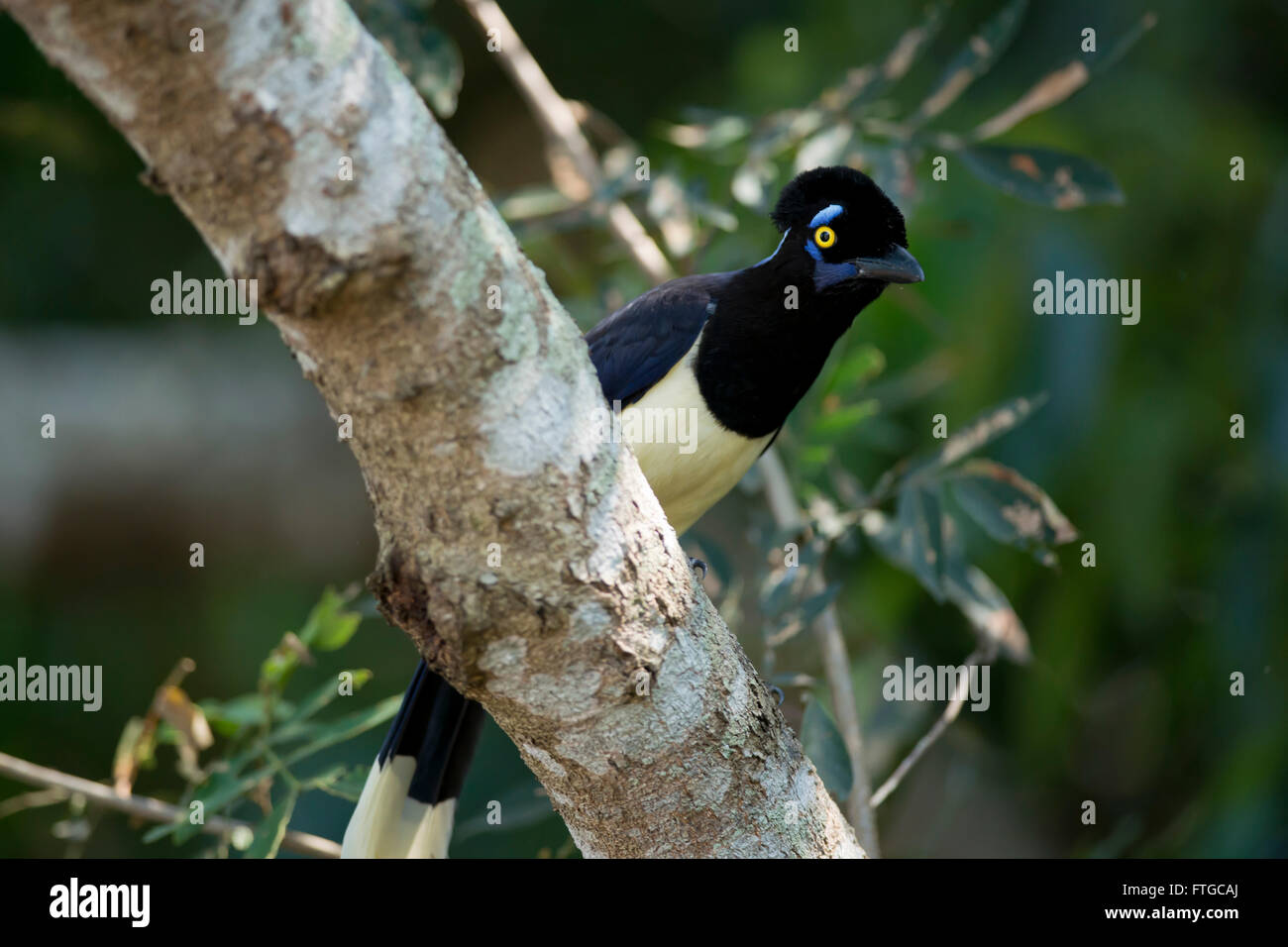 typischer Vogel des Regenwaldes von Iguazu, zwischen Argentinien und Brasilien. Ein Plüsch-crested Jay genannt auch urraca Stockfoto