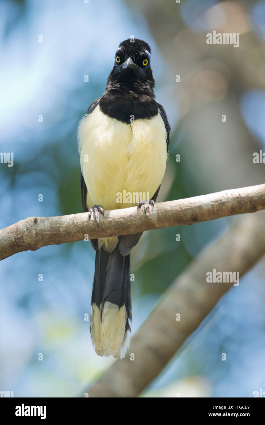 typischer Vogel des Regenwaldes von Iguazu, zwischen Argentinien und Brasilien. Ein Plüsch-crested Jay genannt auch urraca Stockfoto