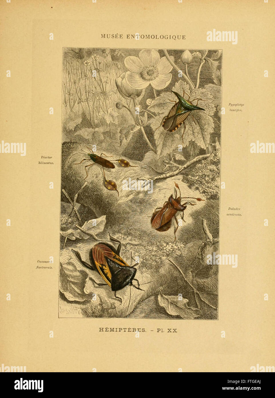 „Les Insectes“ (Platte XX) zeigt verschiedene Insektenarten und liefert ...