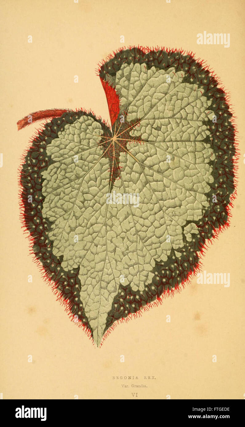 Eine botanische Platte zeigt Pflanzen mit bunten Blättern und hebt verschiedene Arten hervor, die für ihre leuchtenden Blattfarben bekannt sind. Stockfoto