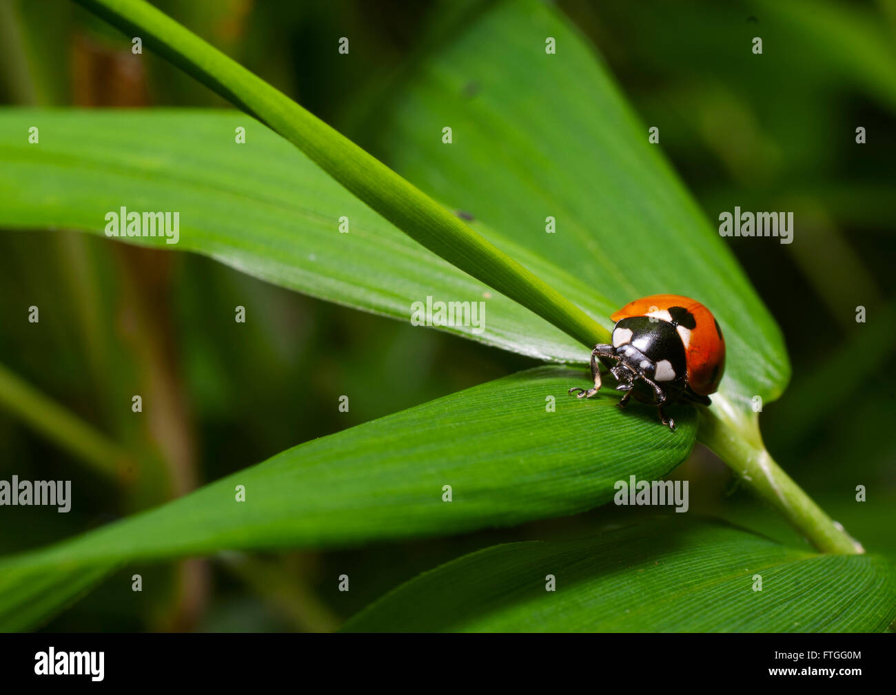 Ein Marienkäfer in der Vegetation in einem Park. Stockfoto