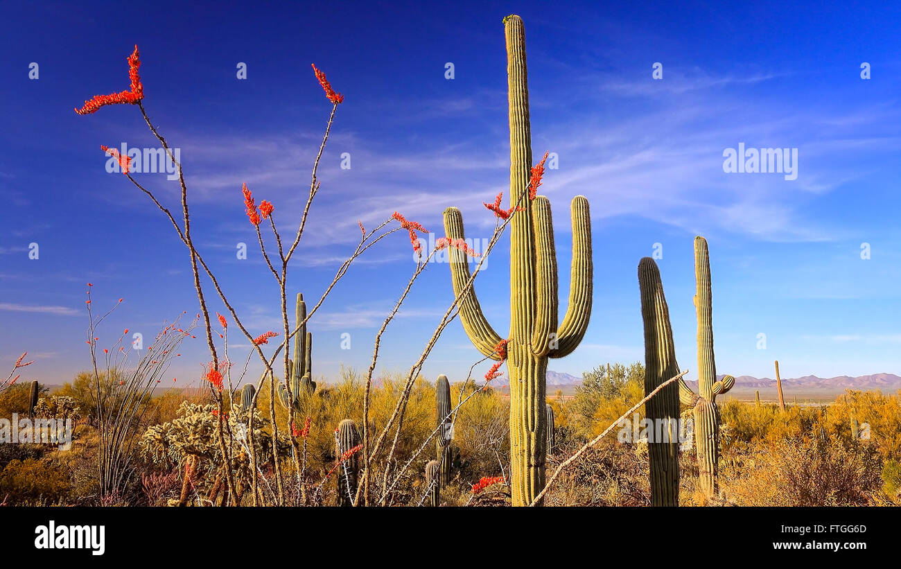 Ocotillo mit leuchtend roten Blüten und Saguaro Kaktus im Saguaro-Nationalpark Stockfoto