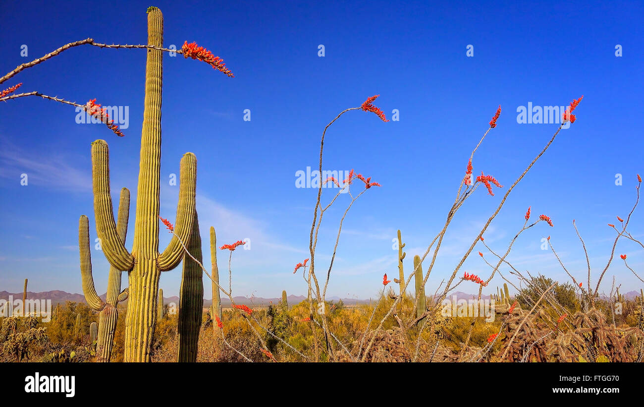 Sonora-Wüste Landschaft mit blühenden Ocotillo und Saguaro Kaktus Stockfoto