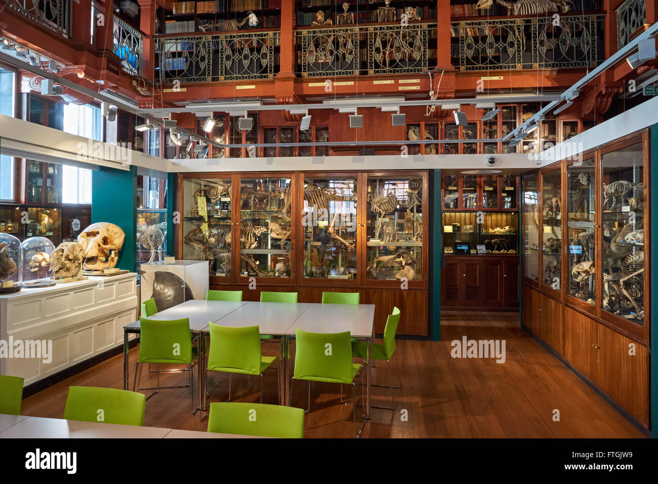 Das Grant Museum für Zoologie, London England Vereinigtes Königreich UK Stockfoto