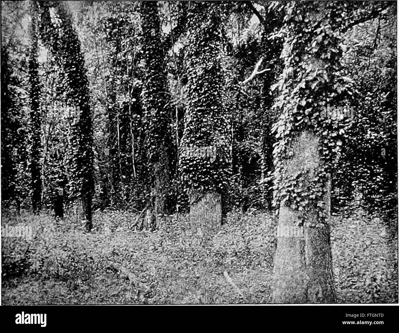 Dieses Lehrbuch aus dem Jahr 1900 bietet eine umfassende Einführung in die Botanik und deckt Pflanzenbiologie, Klassifizierung und Morphologie ab. Es dient als grundlegende Ressource für Studenten der Pflanzenwissenschaften. Stockfoto
