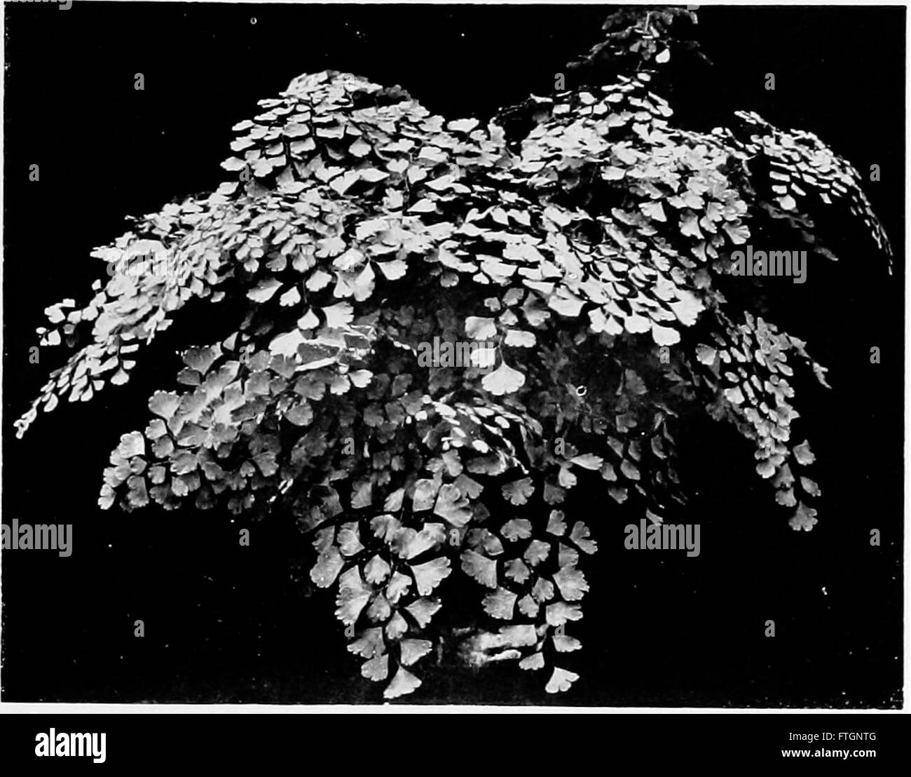 Dieses Lehrbuch zur Botanik von 1900 bietet eine umfassende Einführung in das Studium von Pflanzen, einschließlich Klassifizierung, Physiologie und Pflanzenwachstum, und richtet sich an Studenten und Forscher in der Botanik. Stockfoto