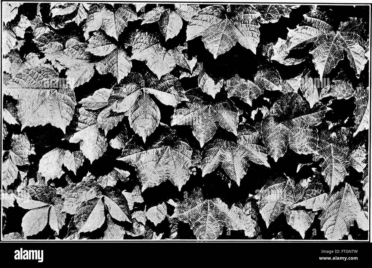 Dieses Lehrbuch von 1913 bietet grundlegende Kenntnisse über Pflanzenleben, Anwendungen und Klassifizierungen, die für Landwirtschaft, Haushaltswissenschaften, und Botanik. Sie umfasst die Pflanzenbiologie, den Anbau und die praktische Verwendung von Pflanzen in verschiedenen Sektoren. Stockfoto