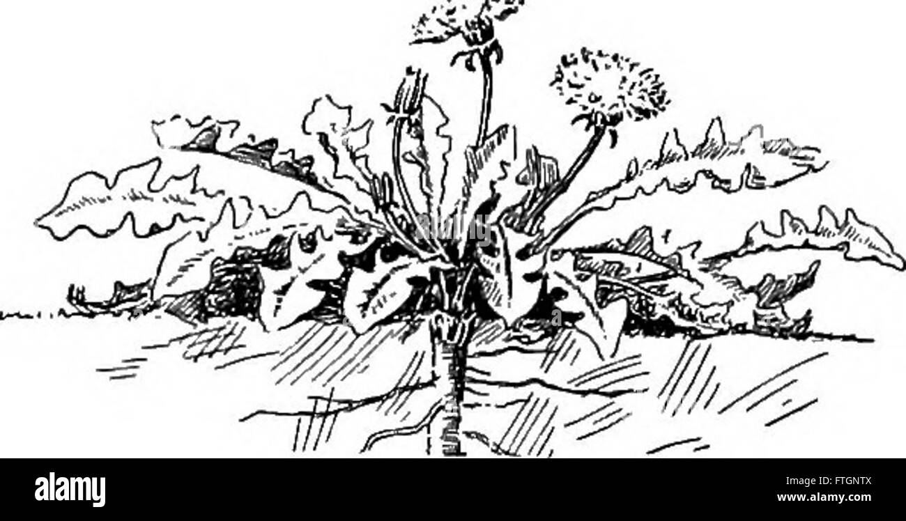 Pflanzliches Leben und Werk verwendet; eine elementare Lehrbuch, eine Stiftung für das Studium der Landwirtschaft, Hauswirtschaft oder College Botanik (1913) Stockfoto