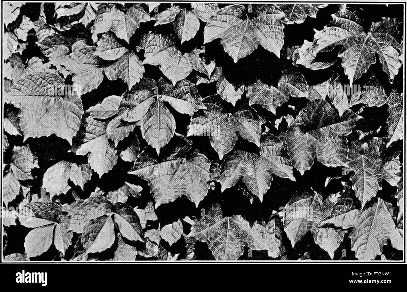 Pflanzliches Leben und Werk verwendet; eine elementare Lehrbuch, eine Stiftung für das Studium der Landwirtschaft, Hauswirtschaft oder College Botanik (1913) Stockfoto