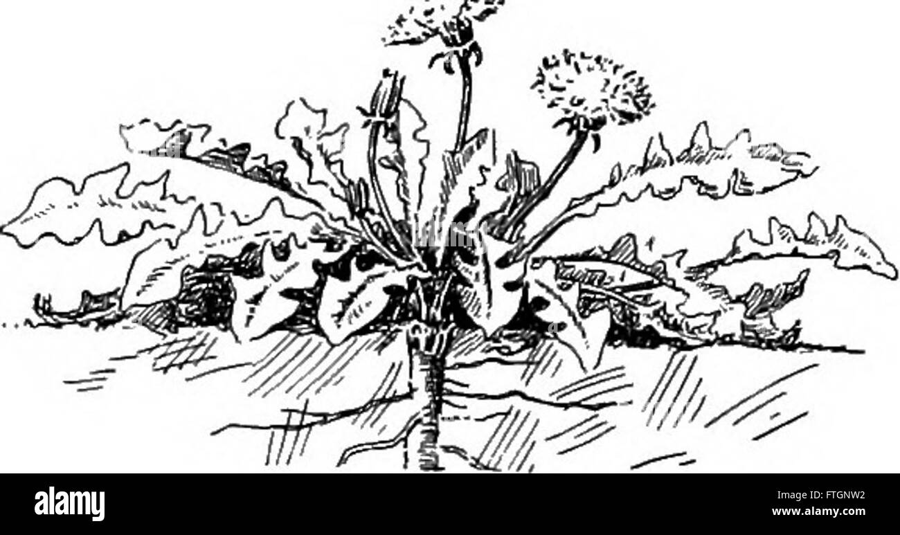 „Plant Life and Plant Use“ (1913) dient als Einführungslehrbuch für Studenten, die Landwirtschaft, Hauswissenschaften oder Botanik studieren. Sie deckt die Pflanzenbiologie, die landwirtschaftliche Nutzung und die Rolle der Pflanzen im täglichen Leben ab. Stockfoto