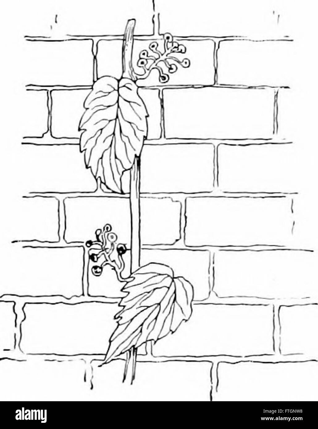 Dieser Text aus dem Jahr 1900 bietet eine Einführung in die Botanik mit Schwerpunkt auf Pflanzenstrukturen, Klassifizierungen und biologischen Prozessen. Er richtet sich an Studenten und Begeisterte der Pflanzenwissenschaften. Stockfoto