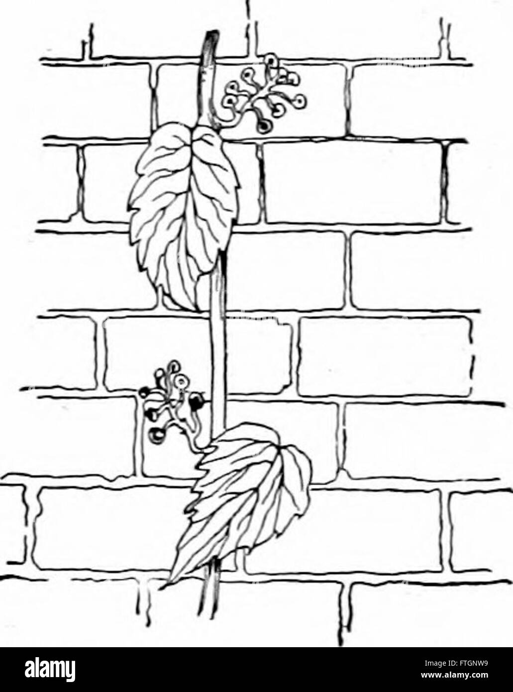 Ein Text für die elementare Botanik aus dem Jahr 1905, der sich auf die Grundlagen der Pflanzenbiologie, Anatomie und Klassifizierung konzentriert und sich an Anfänger in den Pflanzenwissenschaften richtet. Stockfoto