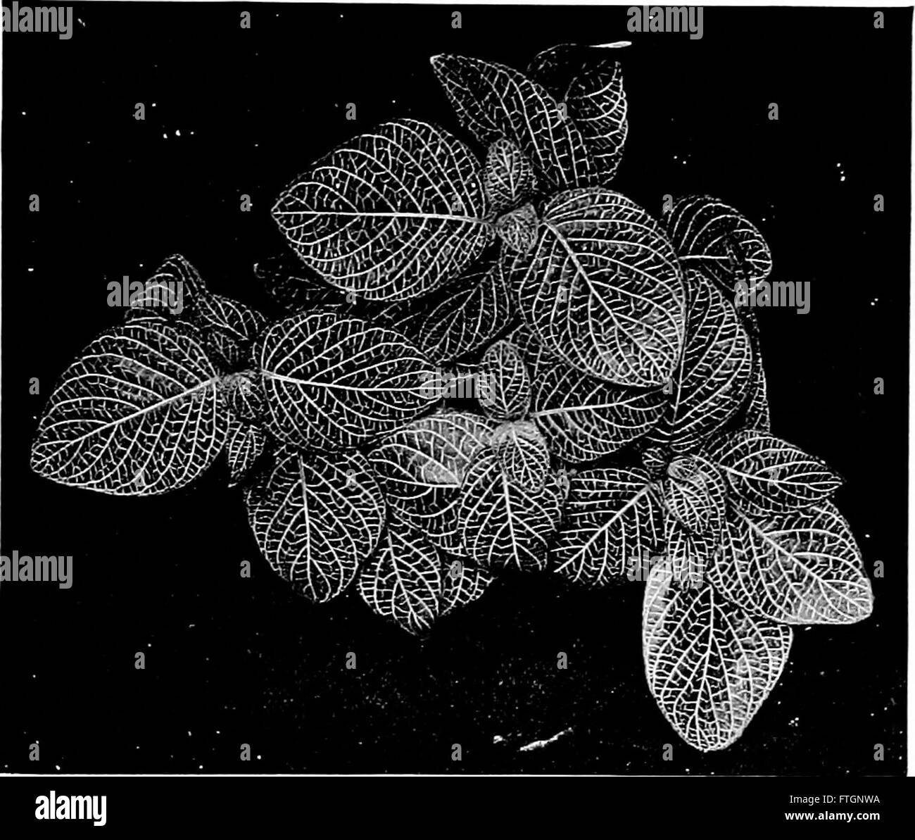 Diese 1905 erschienene Arbeit, *Plant Studies: An Elementary Botany*, bietet eine grundlegende Einführung in die Botanik und deckt die Klassifizierung, Struktur, Wachstum und Reproduktion von Pflanzen ab. richtet sich an Studenten und Begeisterte der Pflanzenwissenschaften. Stockfoto