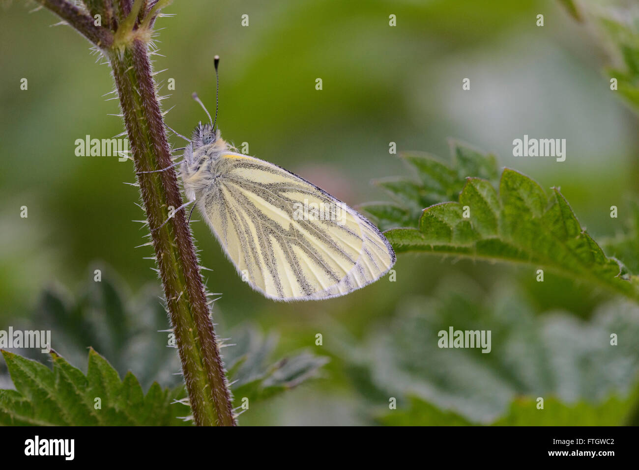 Grün-veined weiß Schmetterling (Pieris Napi) auf Nessel Stockfoto