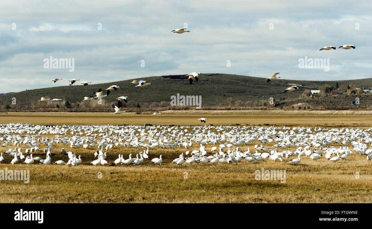 Schneegänse Herde zusammen Frühling Migration Wildvögel Stockfoto