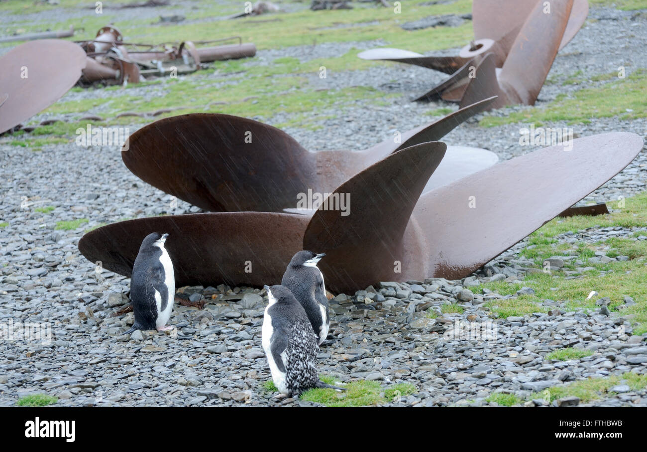 Mauser Pinguine Zügelpinguinen (Pygoscelis Antarctica) stellen Sie sich vor verlassene Schiffe Propeller am Strand von Stromness. Stockfoto