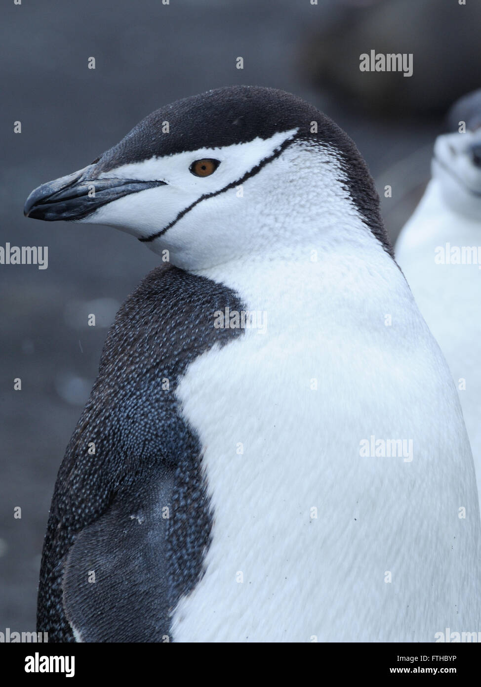 Pinguin Zügelpinguinen (Pygoscelis Antarctica). Saunders Island, Süd-Sandwich-Inseln. Süd-Atlantik. Stockfoto