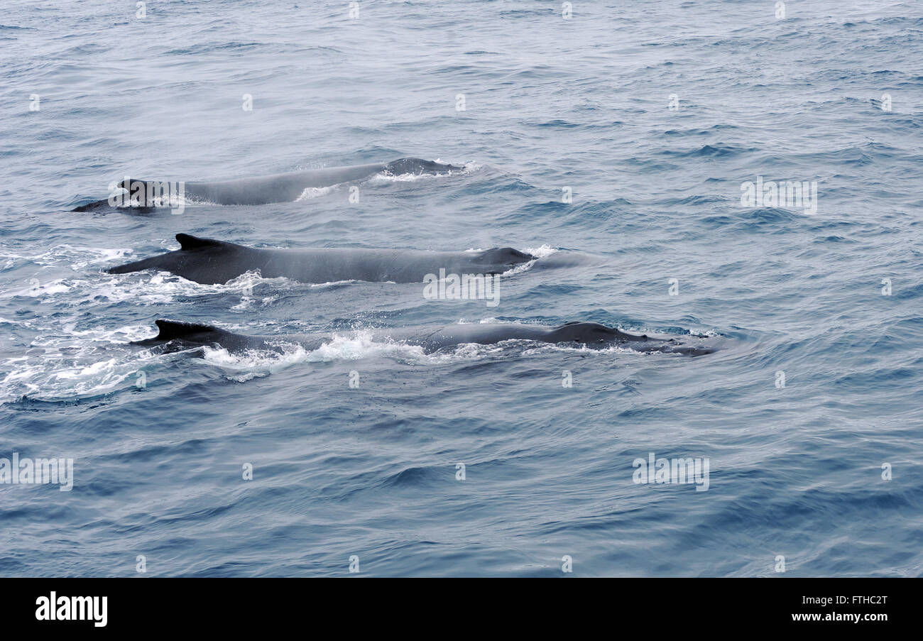 Drei Humback Wale (Impressionen Novaeangliae) schwimmen zusammen. Südlichen Sandwichinseln, südliche Ozean. 26 Feb 16 Stockfoto