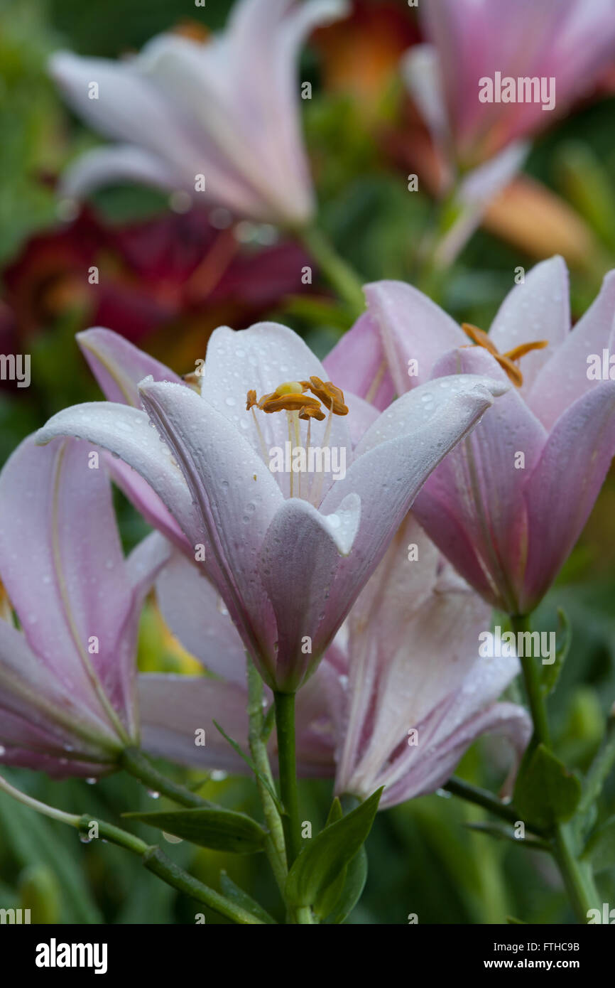 Liliaceae, Lilium. Nahaufnahme von einem frischen nassen rosa Lilium. Stockfoto
