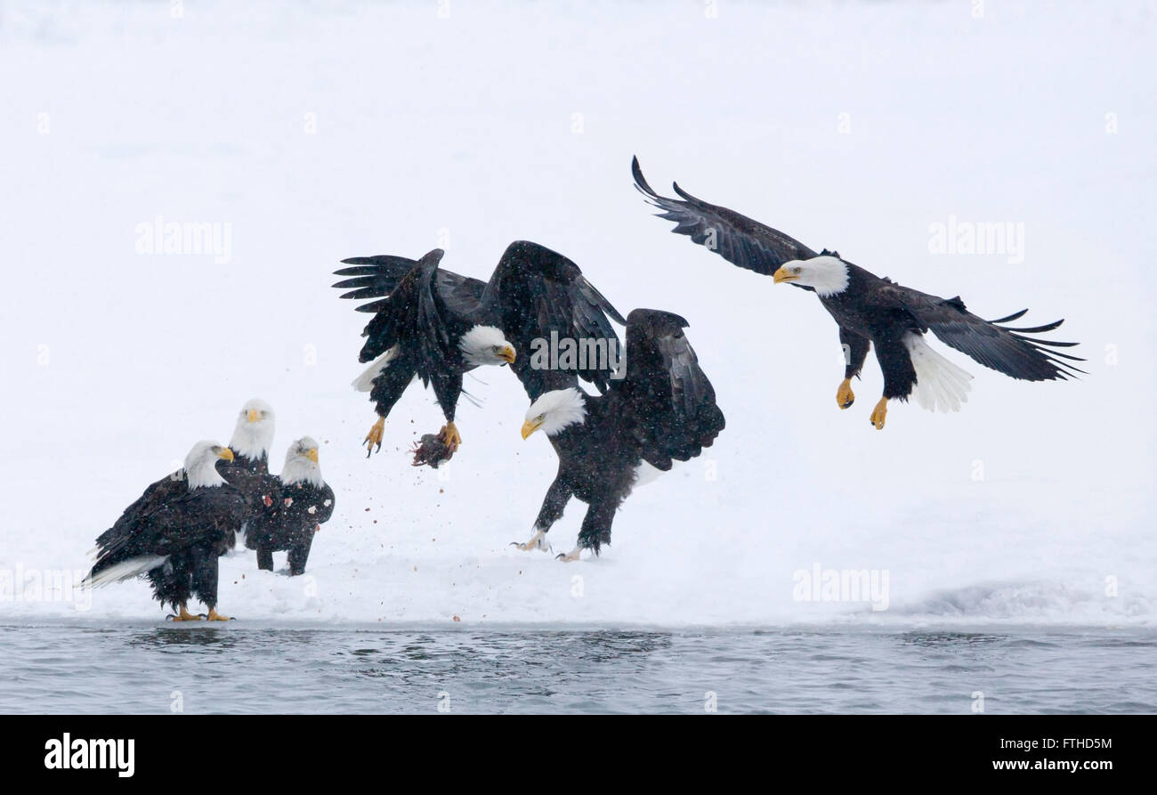 Weißkopf-Seeadler kämpfen auf Schnee durch den Fluß, Alaska, USA Stockfoto