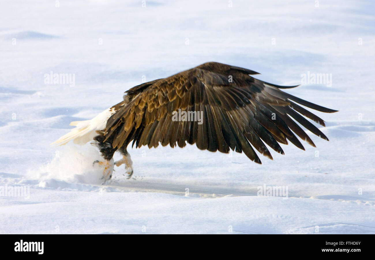 Weißkopf-Seeadler in den Schnee, Alaska, USA Stockfoto